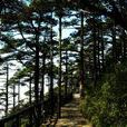 台灣松 台灣松
