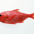 紅鰭笛鯛(紅魚)