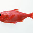 紅鰭笛鯛(紅魚) 紅鰭笛鯛(紅魚)