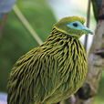 金果鳩