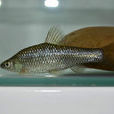 麥穗魚
