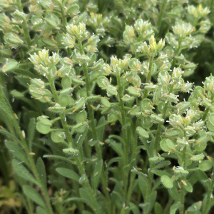 Alyssum hirsutum
