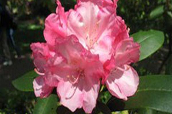 Rhododendron \x27Yaku Duchess\x27