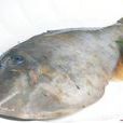 橡皮魚 橡皮魚