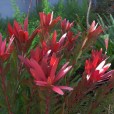 木合花 木合花