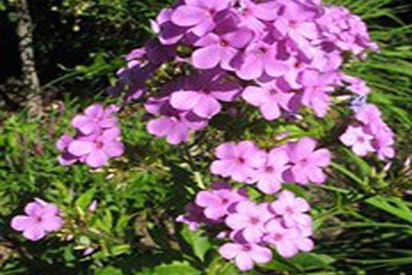 Phlox × arendsii \x27Hesperis\x27