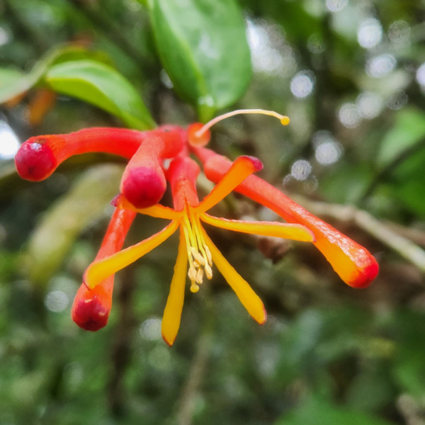 Psittacanthus grandifolius