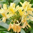 黃姜花 黃姜花