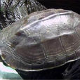 臘戌擬水龜