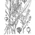 山芥葉蔊菜 山芥葉蔊菜