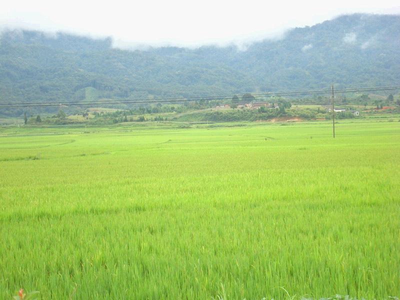 芒旦一社村 芒旦一社村