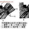 冷襲傷害 冷襲傷害