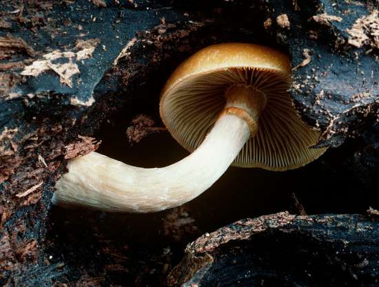 秋日小圓帽蘑菇