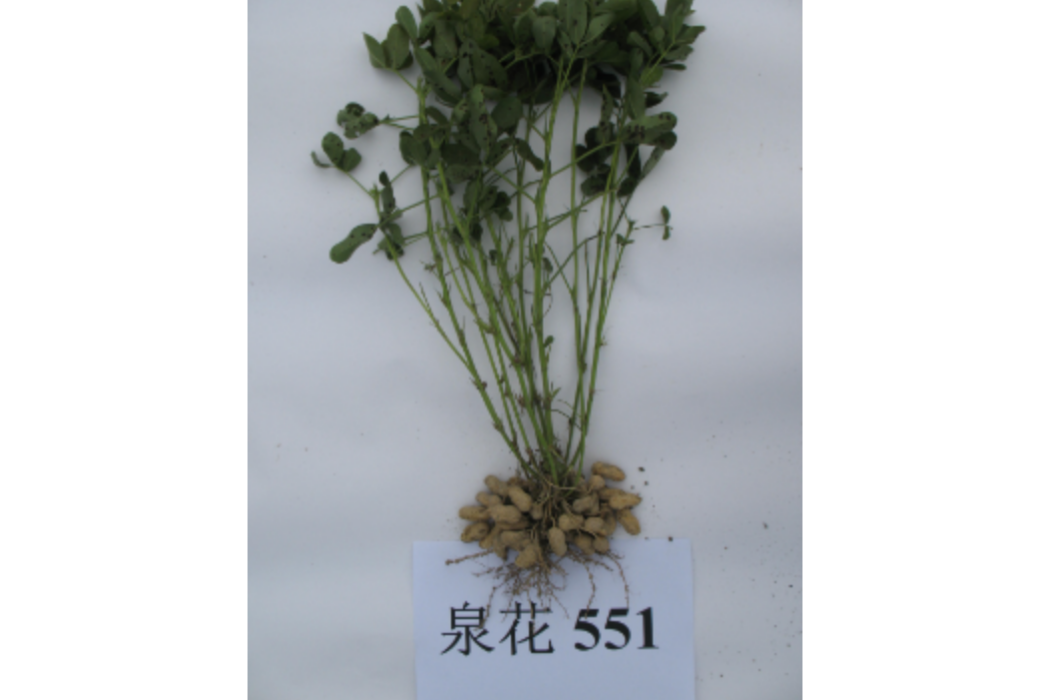 泉花551 泉花551