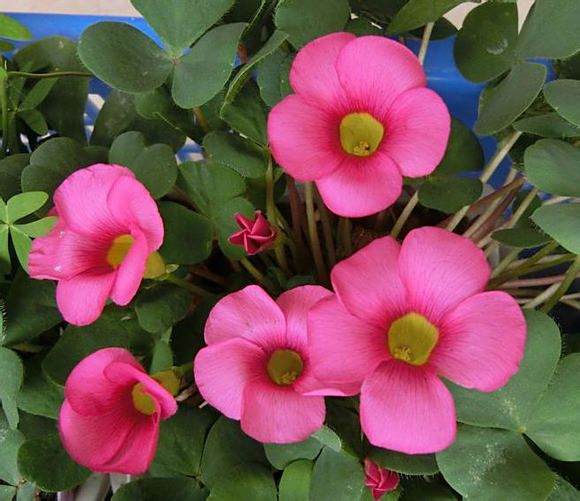 粉芙蓉