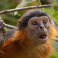 紅腹紅疣猴