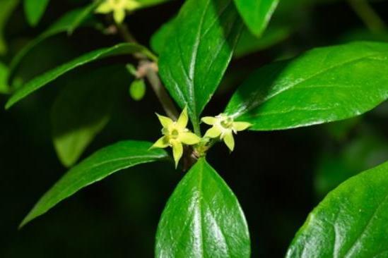 Gardenia jasminoides \x27Crown Jewel\x27