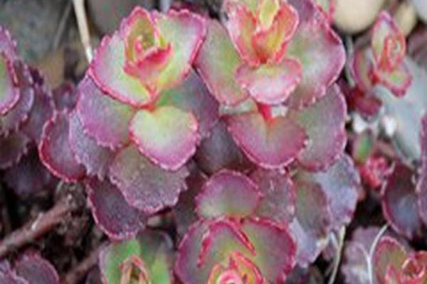 Sedum spurium \x27Voodoo\x27