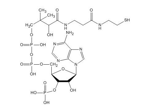 輔酶A(CoA-SH)