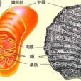 線粒體膜間隙