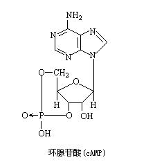 環腺苷酸