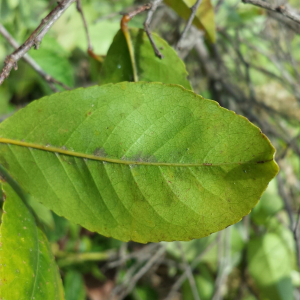 Homalium axillare