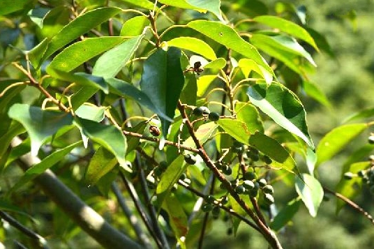 中華杜英