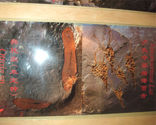 貴州古生物化石：奧托蟲