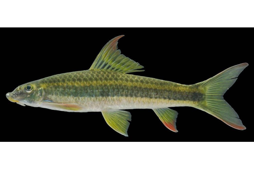 坎寶墨頭魚 坎寶墨頭魚
