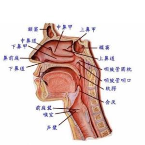 歌手 歌手