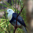 黑斑果鳩 黑斑果鳩