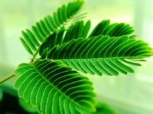 測醉草