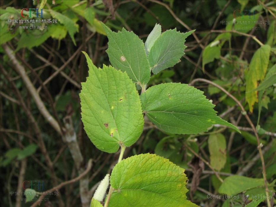 粘毛山芝麻 粘毛山芝麻