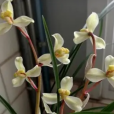 虎山玉梅 虎山玉梅