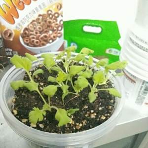 羽葉洋葵 羽葉洋葵