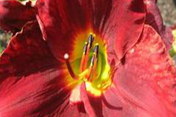 Hemerocallis \x27Doug\x27s Red Mercedes\x27