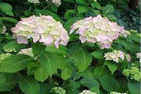 Hydrangea macrophylla \x27Otaksa\x27 Hydrangea macrophylla \x27Otaksa\x27