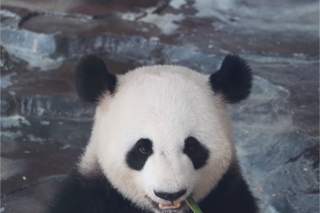 婭雙 婭雙