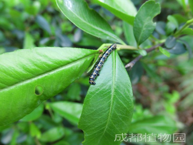 周叢生物(著生生物) 周叢生物(著生生物)