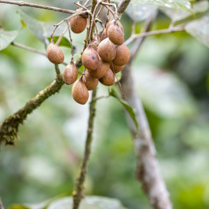 Protium pittieri