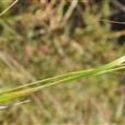 毛野古草 毛野古草