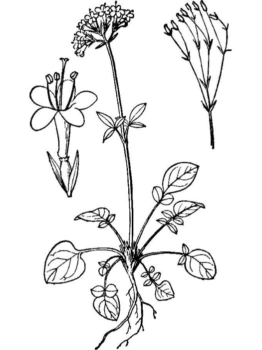 小纈草 小纈草
