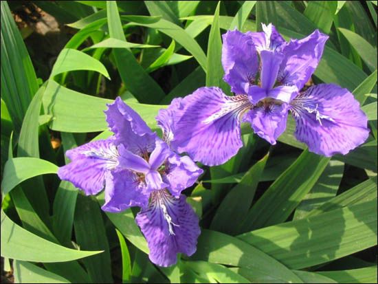 辛蒲花 辛蒲花
