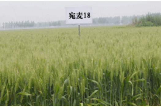 宛麥18 宛麥18