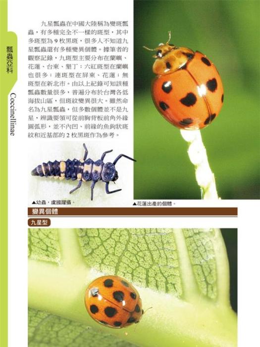 黑背毛瓢蟲 黑背毛瓢蟲