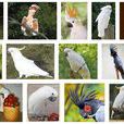 鳳頭鸚鵡科(鳳頭鸚鵡) 鳳頭鸚鵡科(鳳頭鸚鵡)