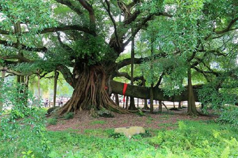 大榕樹公園 大榕樹公園