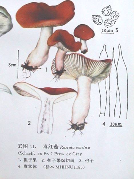 毒紅菇