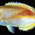 粗豬齒魚 粗豬齒魚