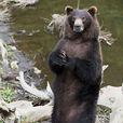 錫特卡棕熊